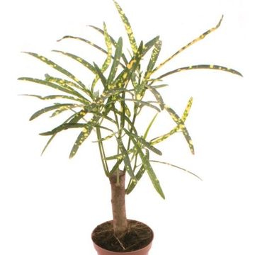 Codiaeum variegatum 'Pictum'