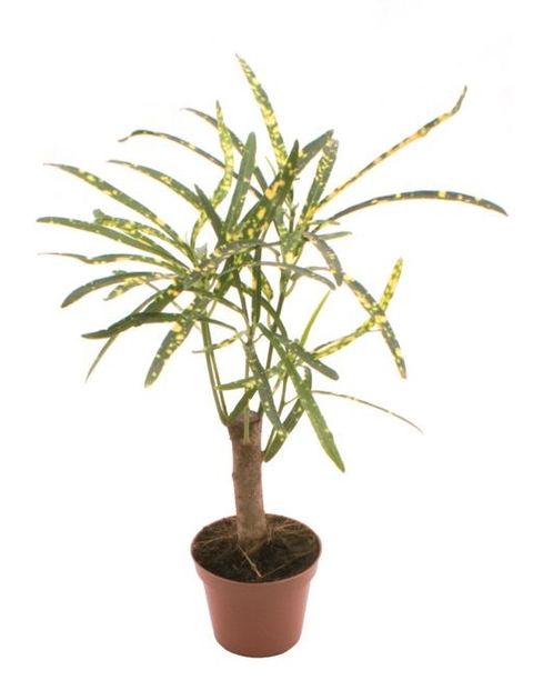 Trojskrzyn variegatum 'Pictum'