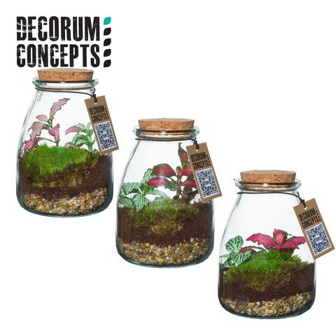 Arrangement Terrarium 'Io'