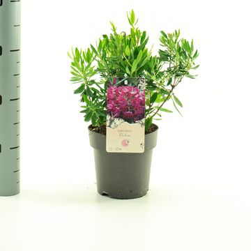 Kalmia angustifolia 'Rubra'