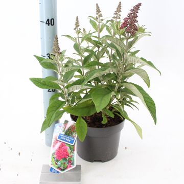 Buddleja davidii BUTTERFLY CANDY LITTLE RUBY