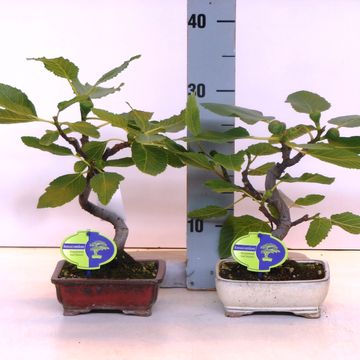 Ficus carica