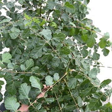 Koelreuteria paniculata