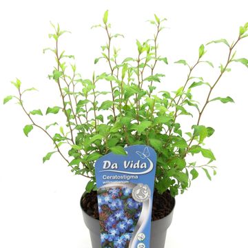 Цератостигма Уилмотта