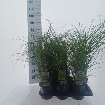 Miscanthus sinensis 'Serengeti'