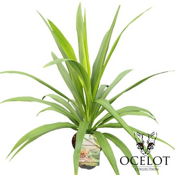 Cordyline australis EMERALD STAR
