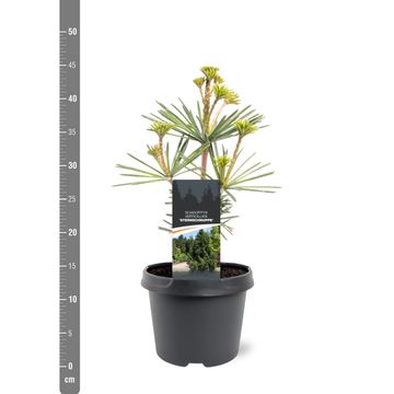 Sciadopitys verticillata 'Sternschnuppe'