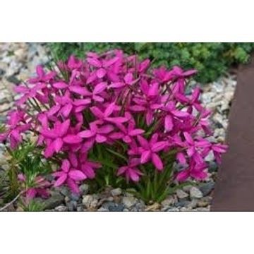 Rhodohypoxis PINK