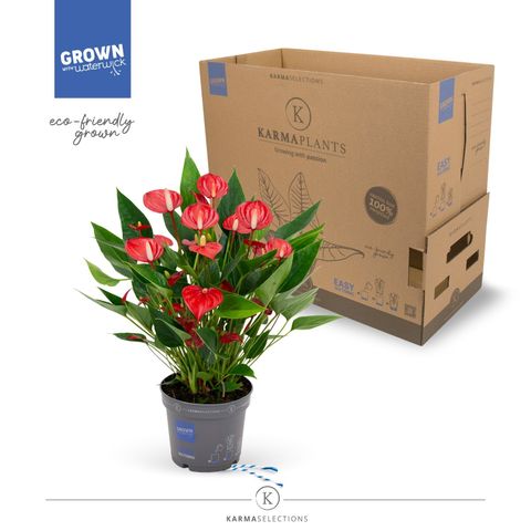 Anthurium MILLION FLOWERS RED