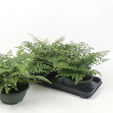 Asplenium 'Parvati'