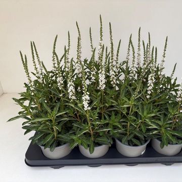 Lysimachia 'Autumn Snow'