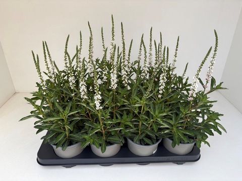 Lysimachia 'Autumn Snow'