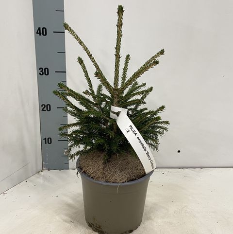 Picea orientalis 'Merry Christmas'