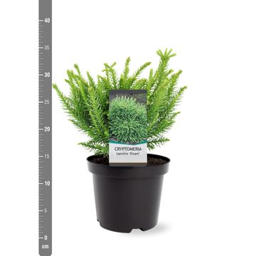 Cryptomeria japonica 'Dinger'