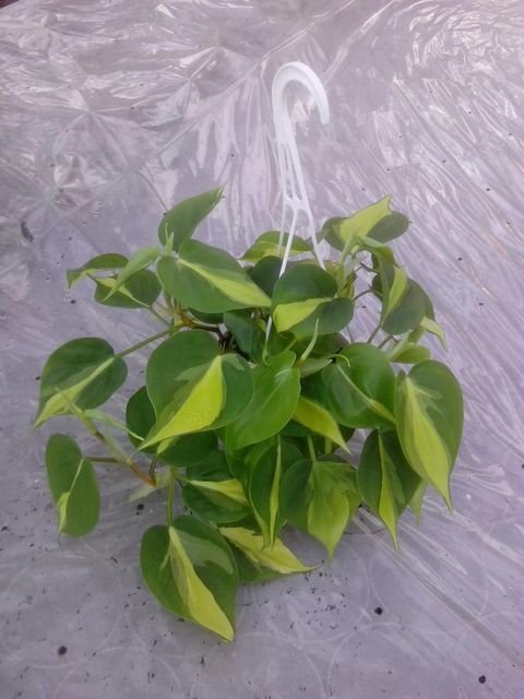 Philodendron scandens 'Brasil'