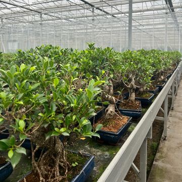 Ficus retusa