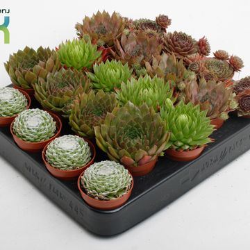 Sempervivum MIX