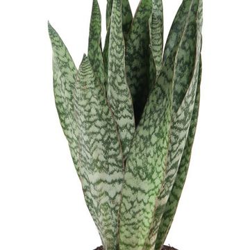 Sansevieria 'Gris'