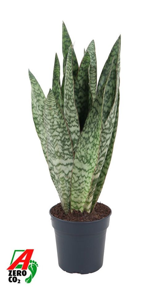 Sansevieria 'Gris'
