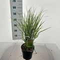 Calamagrostis x acutiflora 'Overdam'