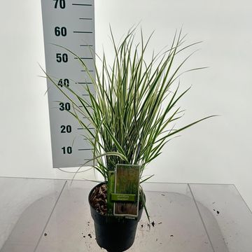 Calamagrostis x acutiflora 'Overdam'