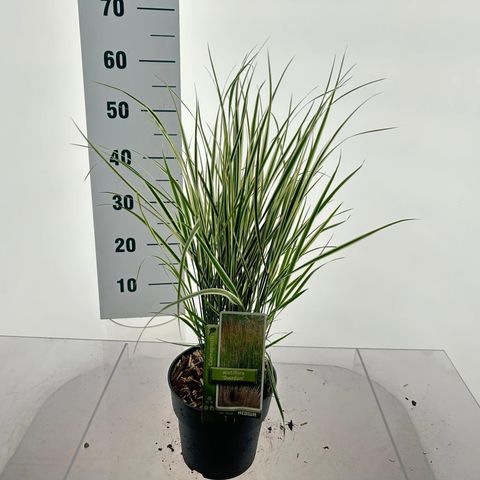Calamagrostis x acutiflora 'Overdam'