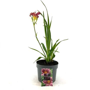 Hemerocallis 'Little Missy'