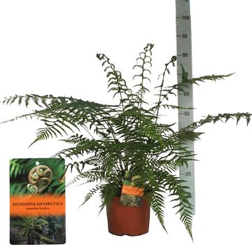 Dicksonia antarctica