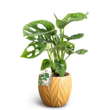 Monstera friedrichsthalii