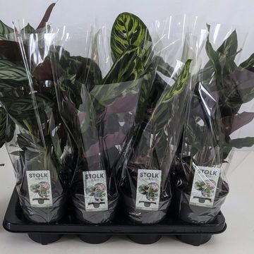 Calathea MIX