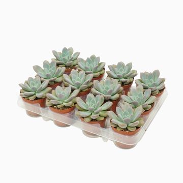 x Pachyveria 'Opalina'