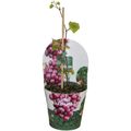 Vitis 'RazzMatazz'