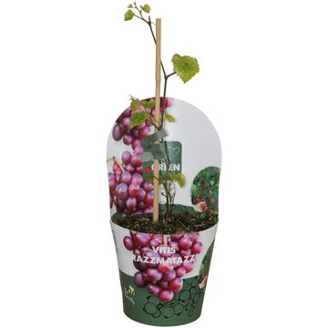 Vitis 'RazzMatazz'