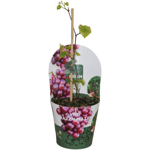 Vitis 'RazzMatazz'