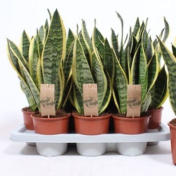 Sansevieria trifasciata 'Futura Superba'