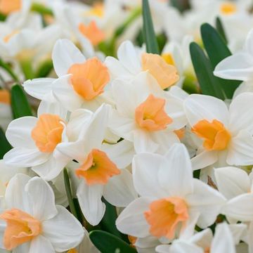 Narcissus 'Kapiti Peach'