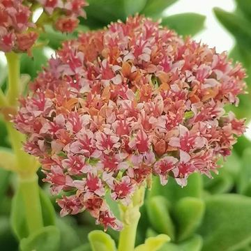 Crassula 'Bride's Bouquet'