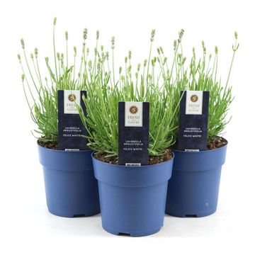 Lavandula angustifolia 'Felice White'