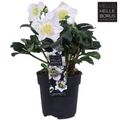 Helleborus niger 'Christmas Carol'