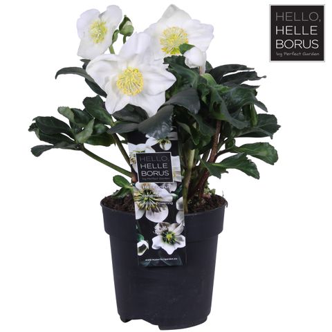 Helleborus niger 'Christmas Carol'
