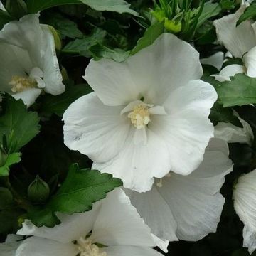 Hibiscus syriacus 'Totus Albus'