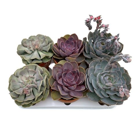 Echeveria MIX — Plant Wholesale FlorAccess