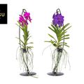 Vanda MIX