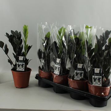 Zamioculcas zamiifolia RAVEN
