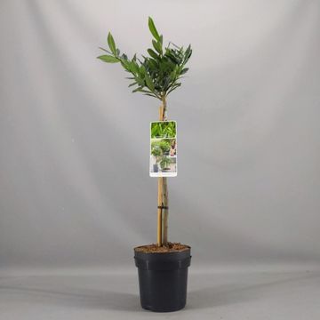 Prunus laurocerasus 'Otto Luyken'