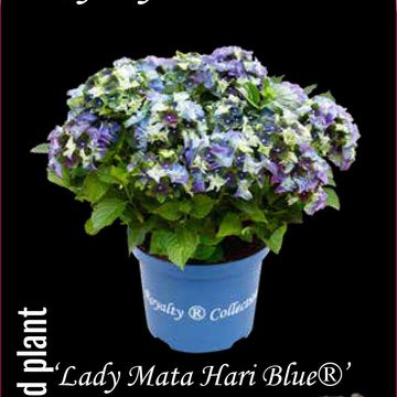Hydrangea macrophylla ROYALTY COLLECTION LADY MATA HARI
