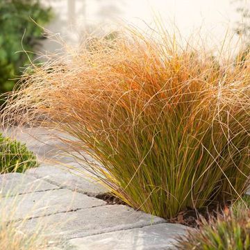 Carex testacea PRAIRIE FIRE COLORGRASS