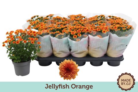 Chrysanthemum JELLYFISH ORANGE