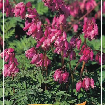 Dicentra formosa 'Luxuriant'