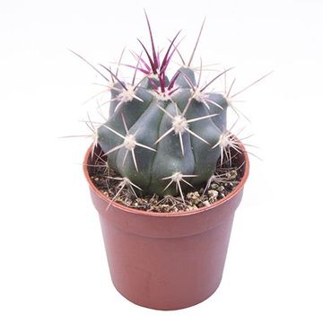 Ferocactus rectispinus